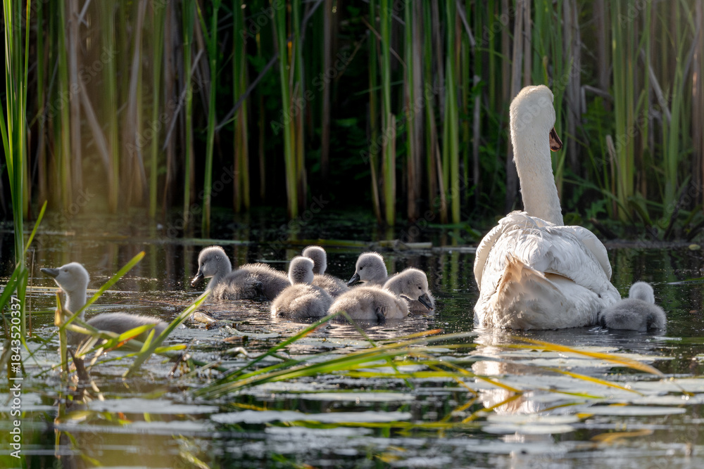 Fototapeta premium Mute Swan With Chicks In Action