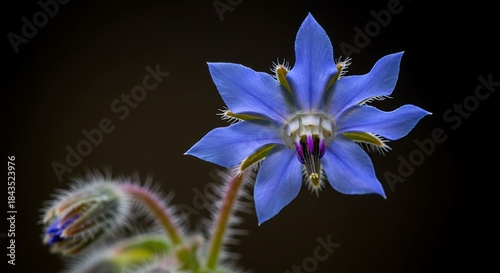 Close-up of a vibrant blue borage flower with a dark background, showcasing its intricate details and delicate petals.