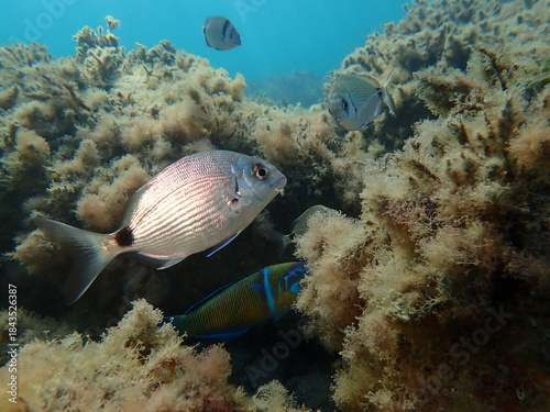 White seabream or sargo (Diplodus sargus) undersea, Ligurian Sea, Italy, Imperia