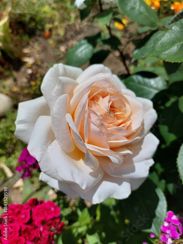 rose Courage is blooming. Garden flowerbed. Light orange bud with many petals.