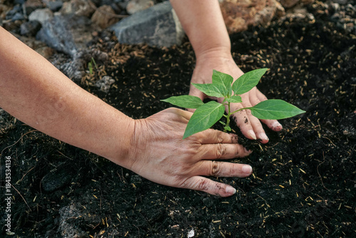 Woman's hands planting small vegetable in the garden.