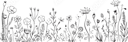 Wildflower meadow border vector silhouette with diverse natural plants and grass outline