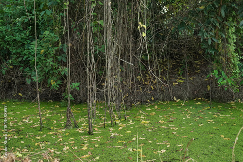  Tropical forests are full of vines and swamps.