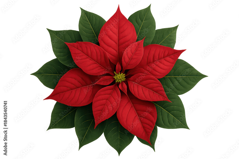 Fototapeta premium Poinsettia plant with red bracts and green leaves, symbolizing christmas and winter holiday decor on transparent background