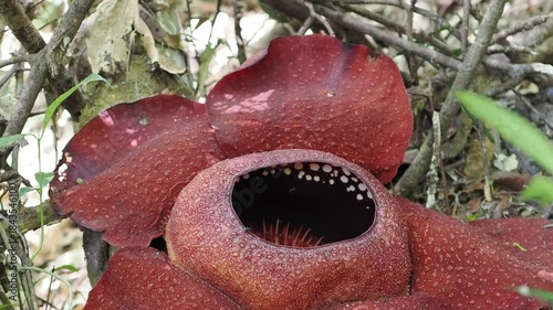 Rafflesia kerrii this flowering plant has the largest flowers in the world and is found in Khao Sok, Surat Thani Province.
