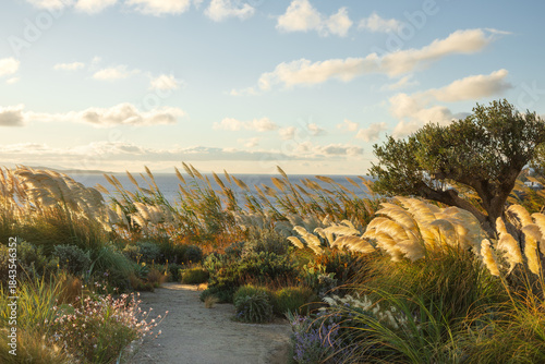 coastal garden in golden hour. luxury mediterranean landscape design. lush garden with olive tree, herbs, assorted vegetation and pampas grass