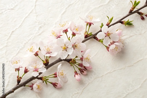 Cherry blossom branch with delicate flowers and buds against textured background in spring setting