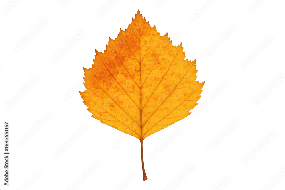 Fototapeta premium Yellow autumn birch leaf isolated on transparent background, showcasing fall season colors and natural beauty
