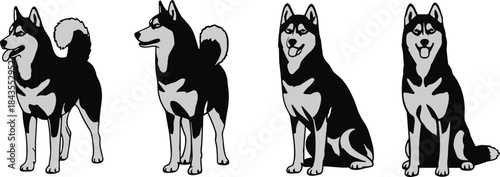 Black and white husky dog illustration set showing standing and sitting poses animal mascot vector collection