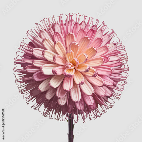 A breathtaking close-up of a vibrant pink pom-pom flower highlights intricate petals. This floral image radiates beauty, showcasing nature's artistry and the elegance of floral design.