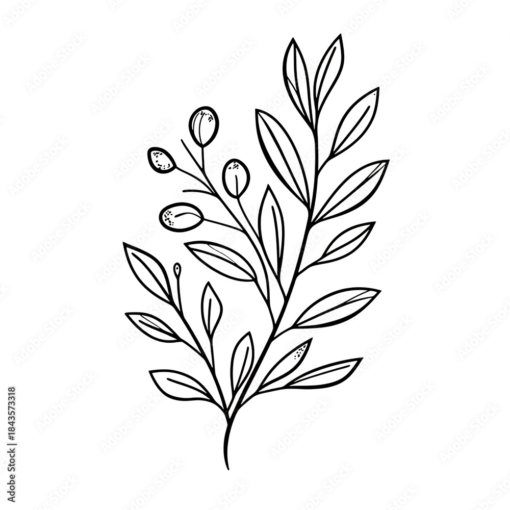 Fototapeta premium Elegant Botanical Line Art: Olive Branch with Leaves on Transparent Background