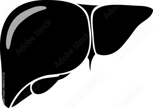 Vector illustration of liver