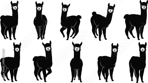 Flat vector, alpaca cartoon icons, fluffy animal, smiling face, playful pose, standing stance, walking alpaca, black and white, expressive posture, minimal detail, cute livestock, stylized silhouette
