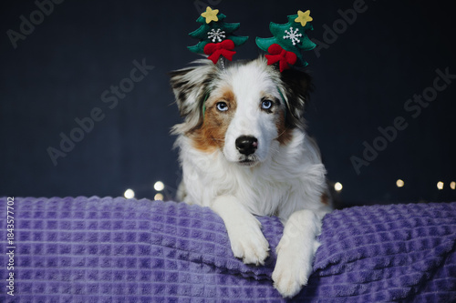 Christmas photos of Australian Shepherd beautiful puppy dog