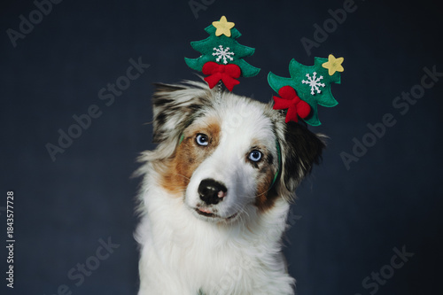 Christmas photos of Australian Shepherd beautiful puppy dog