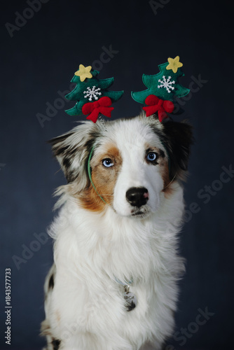 Christmas photos of Australian Shepherd beautiful puppy dog