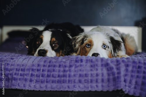 Christmas photos of Australian Shepherd beautiful puppy dog
