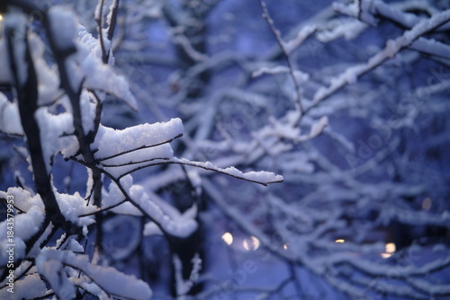 Beautiful winter scene with snow-covered tree branches in blue light. Christmas New Year festive atmosphere, serene and magical natural background for holiday themes.