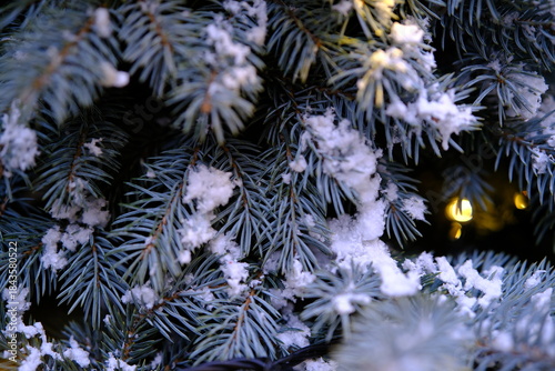 Christmas and New Year scene with blue spruce branches covered in snow and glowing lights. A festive, serene, and magical winter atmosphere perfect for holiday themes.