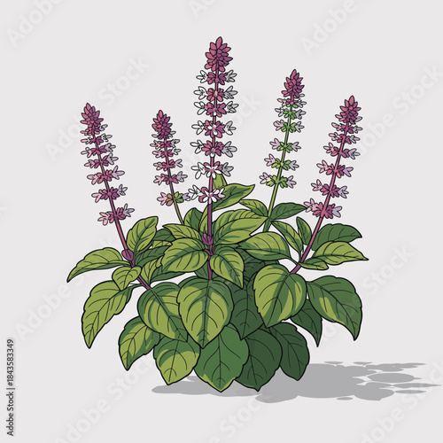 This illustration captures a lush basil plant with deep green leaves and delicate flowers, symbolizing freshness and culinary delight in cooking.