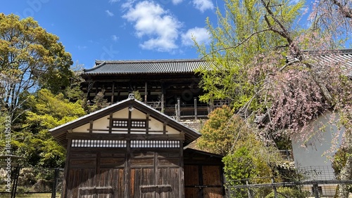Fotografía 春の青空と桜、新緑に囲まれた宮島・千疊閣の伝統的な木造建築風景｜広島,日本,和風建築,寺院,観光,文化
