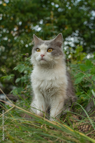 Health benefits of walks with inquisitive pets. Cat want to go out in the garden