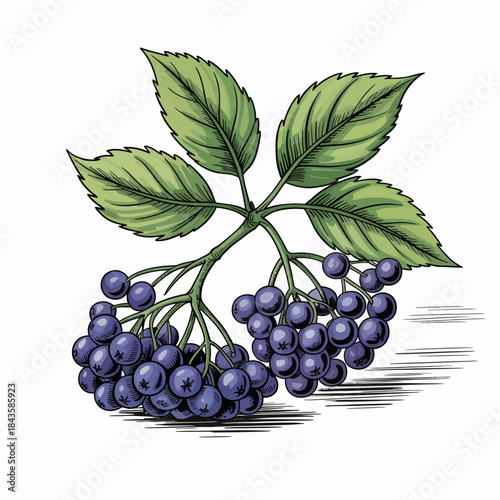 This image features a beautiful cluster of purple berries accompanied by lush green leaves, showcasing a vibrant blend of color and nature's bounty amidst a delicate background.