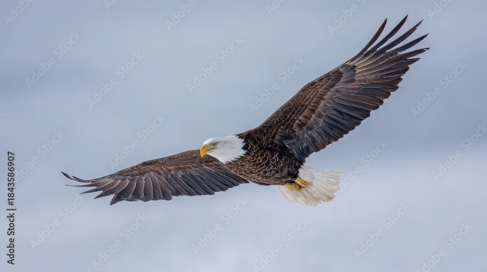 Fototapeta premium Powerful Bald Eagle in Mid-Flight Against a Soft Blue Sky, Symbol of Freedom