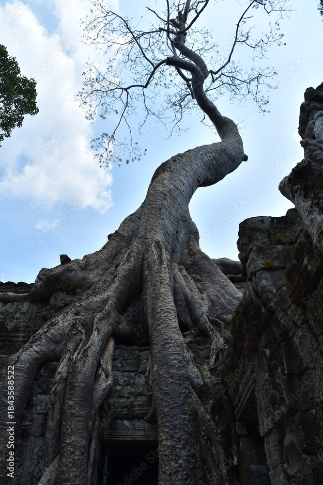 Naklejka premium カンボジア シェムリアップ遺跡群 タ・プローム