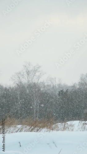 Snowfall in the forest. Winter background	
