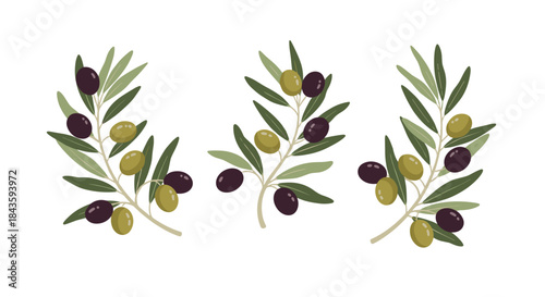 Three olive branches with green and purple olives spread across a white background creating a rustic botanical scene ideal for harvest and mediterranean decor.