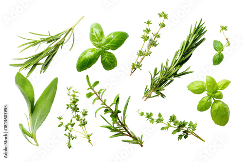 Aromatic Herb Collection: An assortment of vibrant and fragrant culinary herbs arranged. The close-up view highlights the fresh texture and intense green color of herbs.