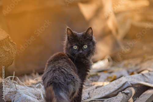 Pathetic homeless cat around looking for food. Rescue of pets. Stray hungry cats in the city