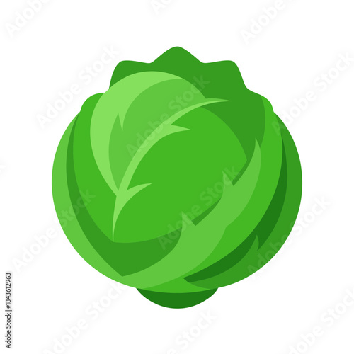 vector clip art cabbage on white background for web and graphic design