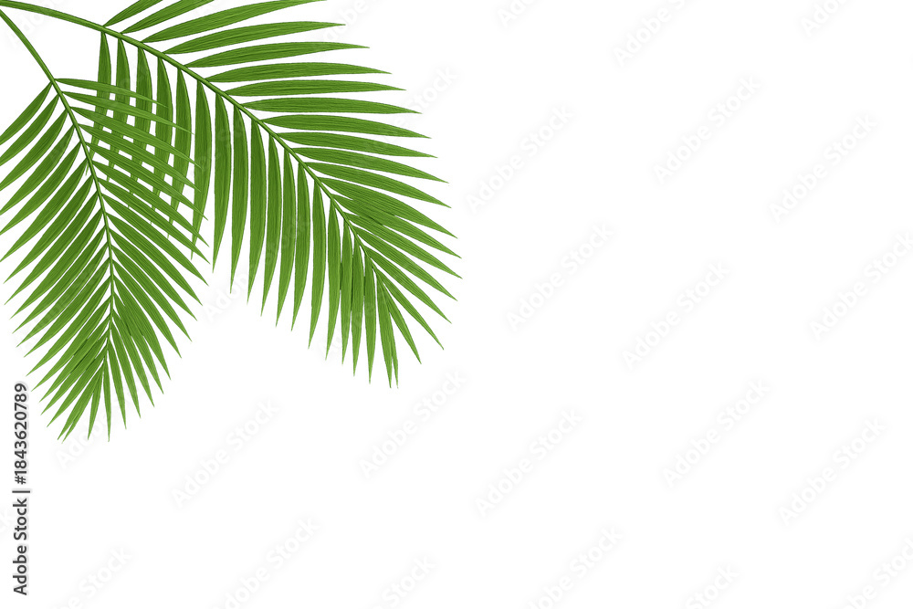 Fototapeta premium Green Tropical Palm Leaves Isolated Background.