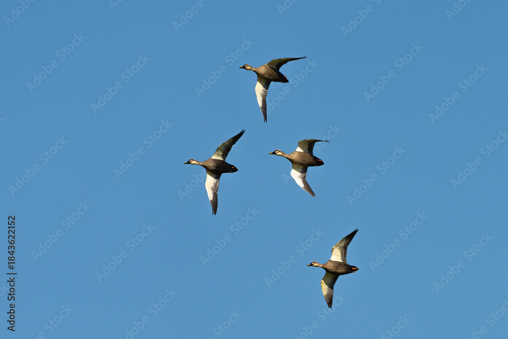 Obraz premium a flock of Eastern Spot-billed Ducks in flight with a blue sky in the background