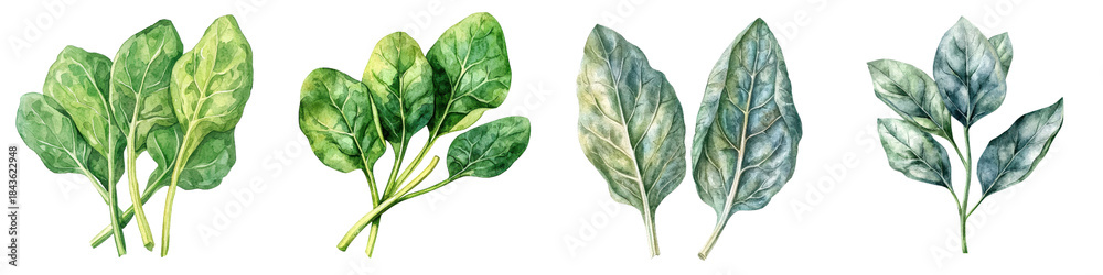 Obraz premium Delicate watercolor spinach leaves with soft edges and vibrant colors create serene and fresh atmosphere