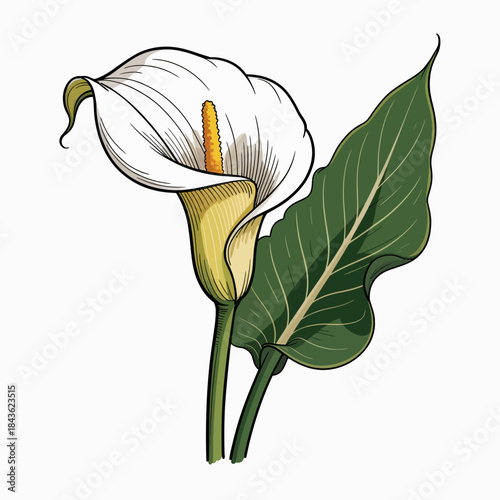 A stunning calla lily stands elegantly alongside its lush green leaves, showcasing nature’s beauty and grace, perfect for conveying love, purity, and sophisticated aesthetics in floral design.