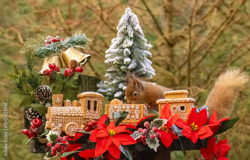 Red squirrel in a Christmas scene with a gingerbread train and decorations