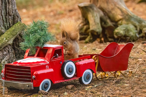 Red squirrel in a Christmas scene with a red truck, Christmas tree and other decorations 