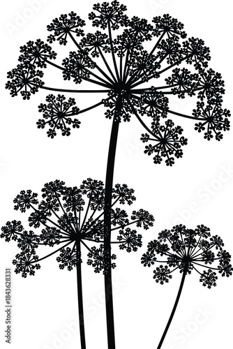 Silhouette, plant, flower, botanical, nature, black, white, stem, umbel, radial, floral, elegant, minimal, design, art, decorative, wildflower, garden, organic, illustration, graphic