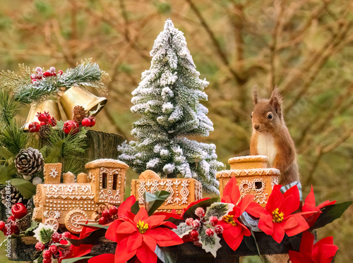 Red squirrel in a Christmas scene with a gingerbread train and decorations