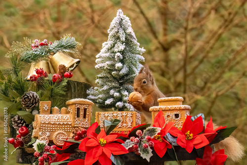 Red squirrel in a Christmas scene with a gingerbread train and decorations
