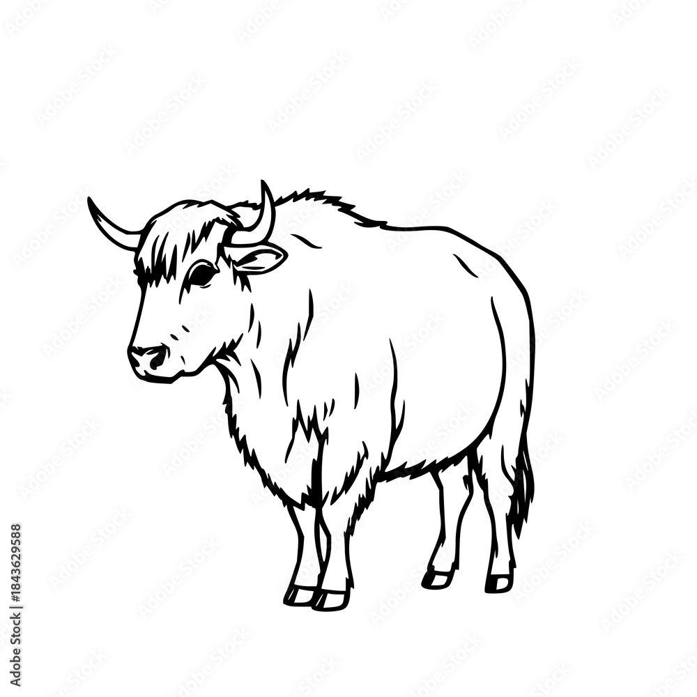 Fototapeta premium Black line art yak vector, simple and clean, perfect for coloring books, educational materials, farm, and wildlife designs.