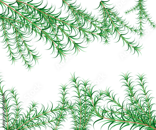 seamless pattern with fir branches