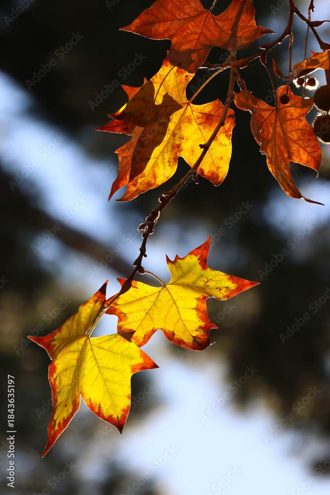 Fototapeta premium autumn leaves on the tree