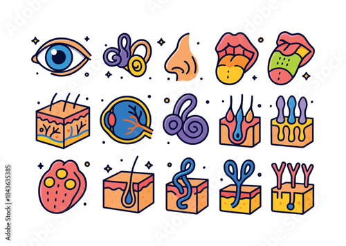 Colorful Sensory Organs Icons. Sensory Organs. Colorful isometri