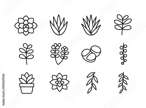 Succulent Icon Set. Succulents. Line icon set of Succulents: ech