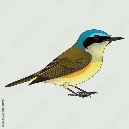 A vibrant bird featuring a striking blue cap and colorful plumage, showcasing its unique characteristics in a naturalistic pose against a light background.