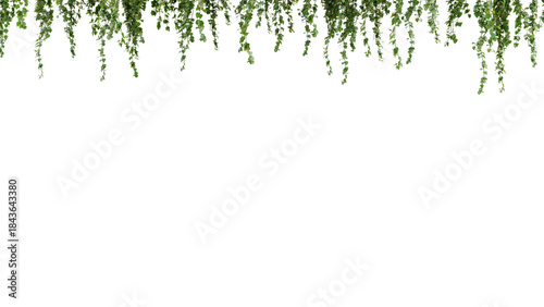 Green Ivy Border - Top Frame with Hanging Leaves